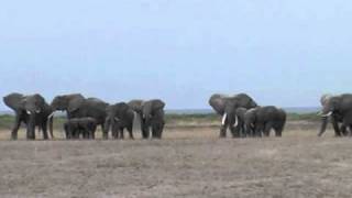 Elephants react to the recorded roar of a lion [upl. by Odlo]