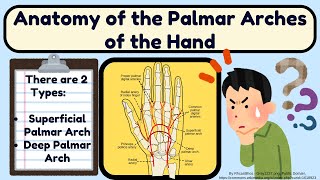 Palmar Arches of the Hand  Superficial palmar arch and Deep palmar arch Explained Easy [upl. by Alurta]