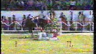 Katastrophales beim olympischen Springreiten  Showjumping fail at Olympic Games [upl. by Clevie]