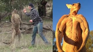 Man punches Kangaroo to save his Dog The Aftermath [upl. by Notyrb]