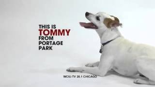 Tommys WCIU Us Dog Commercial [upl. by Slavin]