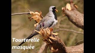 Des oiseaux dAfrique La Tourtelette améthystine à la Tourterelle vineuse [upl. by Liebermann238]