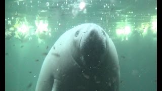 A meeting with a West Indian Manatee [upl. by Iniffit]