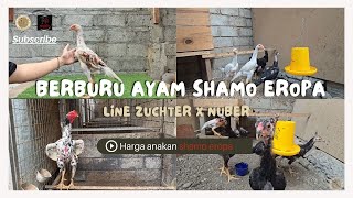 BERBURU materi baru❗❗ AYAM SHAMO EROPA❗❗ line Zuchter x Nuber❗❗ Harga anakan ayam shamo eropa 2024❗❗ [upl. by Olpe221]