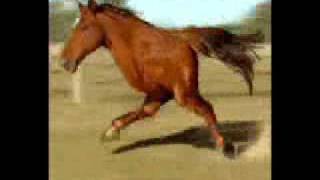 Two Legged Running Horse [upl. by Dianthe]