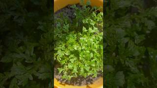 Selaginella plants gardenplants love nature plantlover shorts shortvideo video [upl. by Adan]