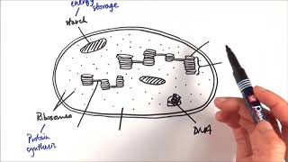 A2 Biology  Chloroplast structure OCR A Chapter 173 [upl. by Gabriela]