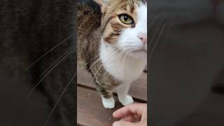 Head Rub Bliss cat catlover happycat [upl. by Wulfe]