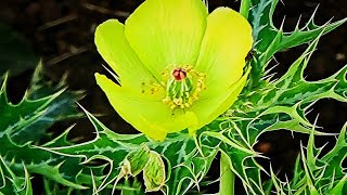 satyanashi argemonemexicana mexican poppy Swarnachirai [upl. by Wylma549]