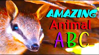 AMAZING ANIMAL ABC  phonic song  kids Animals Alphabet [upl. by Parris]