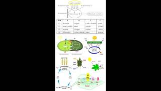 Photosynthesis Substances and Equation geneticteacher [upl. by Auhsuj]