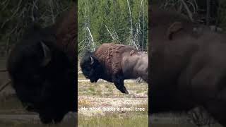 Defeated bison takes out frustration on tree and tourists yellowstone buffalo bison [upl. by Ratcliffe848]