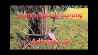 Sambar deer hunting unbelievable footage of stag Vs dingo [upl. by Hathaway]