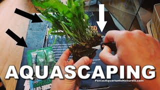 Coller une plante sur une roche ou racine Aquascaping naturel à la Amano Pascal Aquariums Naturels [upl. by Nosdivad]