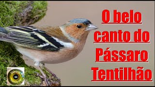 O belo canto do pássaro Tentilhão O tentilhãocomum Fringilla coelebs [upl. by Nomae]