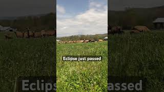 eclipse2024 American Blackbelly sheep didn’t freak out birds really started singing [upl. by Denae]