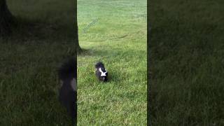 Skunk skunks nature shorts animal youtubeshortswildlife [upl. by Uwkuhceki]