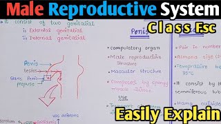 Male Reproductive System Structure  Spermatogenesis  Class 12 Biology [upl. by Claudie]