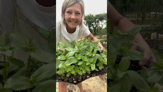 Planting Floret Collections gardening zinnias celosia flowers flowerfarming [upl. by Aubrie87]