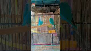 Blue fisheri birds lovebird fisheri birds breeding egg hatching youtube viral shorts [upl. by Savage]