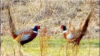 Pheasant vs Pheasant Common pheasant fight [upl. by Merrilee]