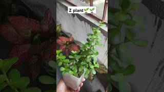 Kiya z plant ek indoor plant hain🤨🤨🤨jadeplantcare bonsai jadeplant gardening plants [upl. by Roger]