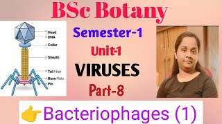 BSc Botany Sem1 Unit1 VIRUS Discovery amp Structure Of Bacteriophage Part8 Lucknow University [upl. by Cormack]