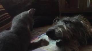 Kitten v Deerhound [upl. by Oesile]