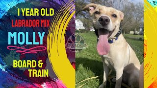 1yo Labrador Mix Molly  Best Philadelphia Dog Trainers  Off Leash K9 Training Philadelphia [upl. by Oyr615]