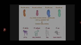 Internal Medicine  Infectious Diseases Brucellosis and Salmonellosis [upl. by Fisa207]