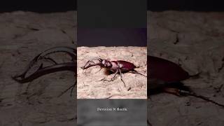 台灣的鍬形蟲 EP3 台灣深山鍬形蟲 Beetles from Taiwan  Lucanus formosanus [upl. by Aubreir613]