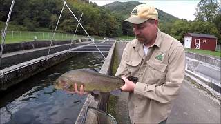 Raising Trout in Virginia  Episode 1 [upl. by Ahusoj]