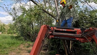 Danger Dad is at the Wheel While We Cut Down Dead Trees Threatening our Orchard [upl. by Dub]