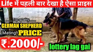 सिर्फ ₹2000 में Long coat German shepherd mating  ye to lottery lag gai [upl. by Verney175]