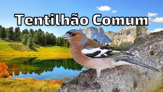 Canto do Tentilhão Comum – Sons e Canto de Pássaros e Aves [upl. by Tahp805]