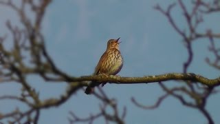 Song Thrush Bird Singing in January [upl. by Anad]