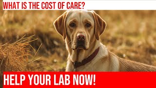 Emergency Vet Care for Labrador Retrievers What to Expect [upl. by Burchett]