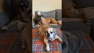 Sibling Anthem Check with the 4 dogs cheagle puggle boxer pug siblinganthemcheck [upl. by Mighell]