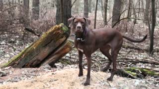 My Rhodeisain ridgeback  Weimaraner [upl. by Jd]