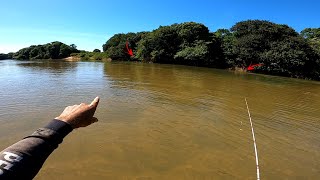 Encontrei um corta rio cheio de TucunarÃ©s Robalos e outras variedades de peixes Pescaria [upl. by Mcclelland]