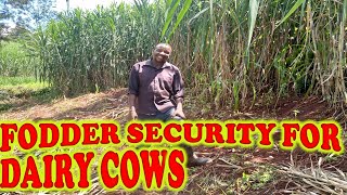 Fodder security for dairy cows and farmers [upl. by Ateuqram4]