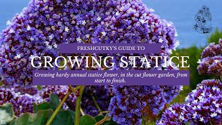 GROWING STATICE Easy to Grow HARDY ANNUAL Flowers for the Cut Flower Garden [upl. by Jurdi249]