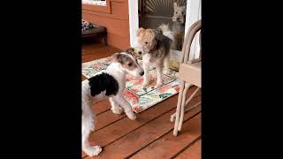 WIRE FOX TERRIERS  FABIO MEETS NEW FOSTER BOY TRIPP [upl. by Wandie183]