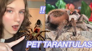 MEET MY TARANTULAS pt1 [upl. by Maggie623]