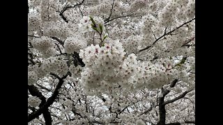 在日アメリカ陸軍総司令部キャンプ座間にてお花見🌸（Cherry Blossom Festival at Camp Zama 2024） [upl. by Nylssej924]