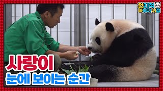 SUB전지적 아부지 시점 ep123 쌍둥이 돌보느라 지친 아이바오를 위한 강바오의 특급 케어🥰│Panda World [upl. by Sugirdor]