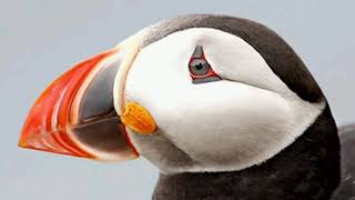 Puffin sound cri macareux صوت البفن [upl. by Rosenblast]