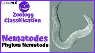 What are Nematodes  Phylum Nematoda [upl. by Leahey]