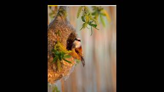 Amazing Nest Of Cape Penduline Bird 😱 [upl. by Agnella759]