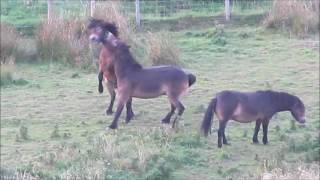 Exmoor ponies playtime on North Berwick Law [upl. by Oilime]